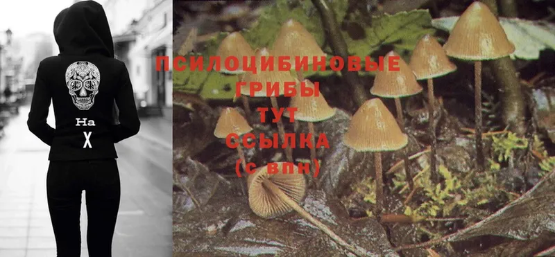 Галлюциногенные грибы Psilocybe  даркнет сайт  Губаха 